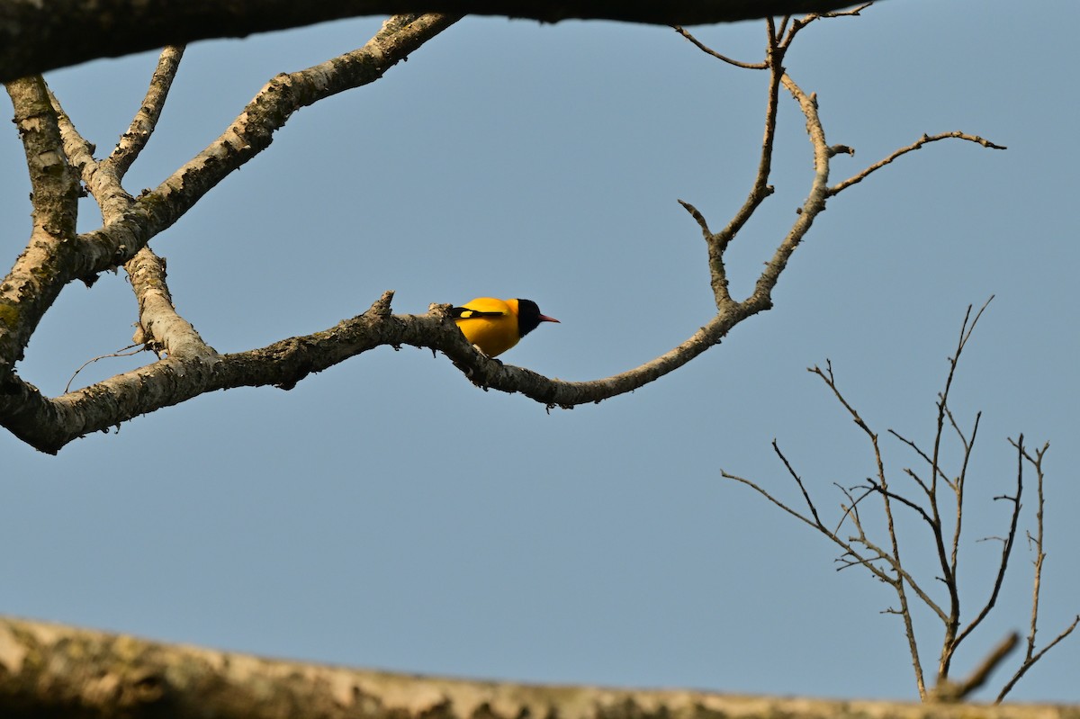 Black-hooded Oriole - ML638529549