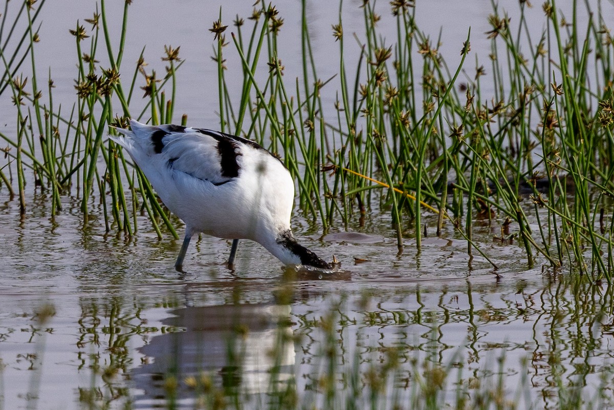 Pied Avocet - ML638529586