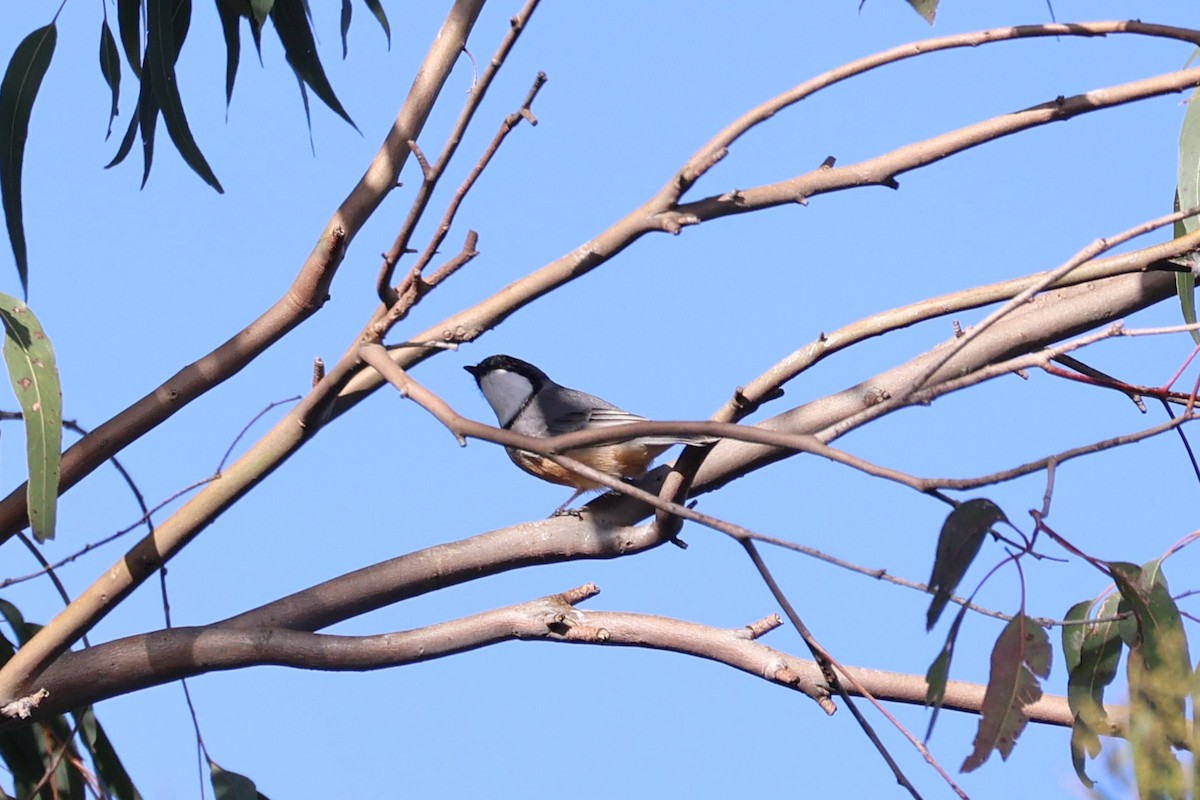 Rufous Whistler - ML638529590