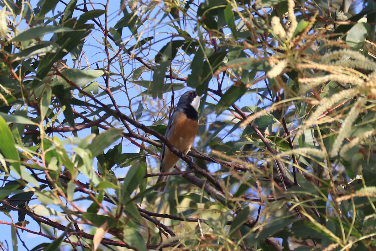 Rufous Whistler - ML638529591