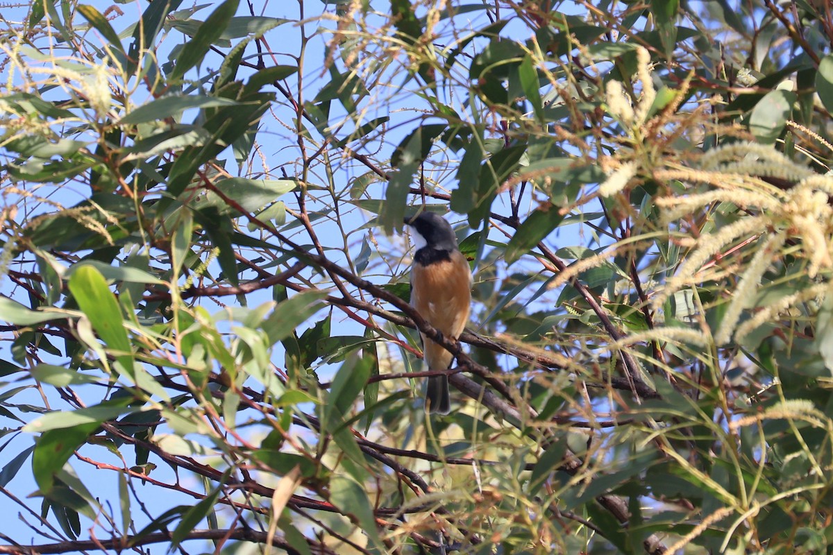 Rufous Whistler - ML638529592