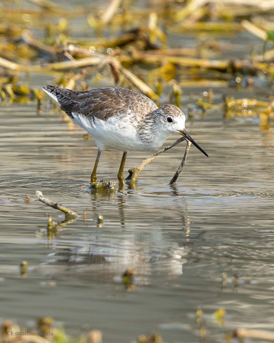 Marsh Sandpiper - ML638529619