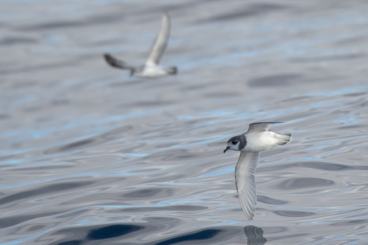 Blue Petrel - ML638529628