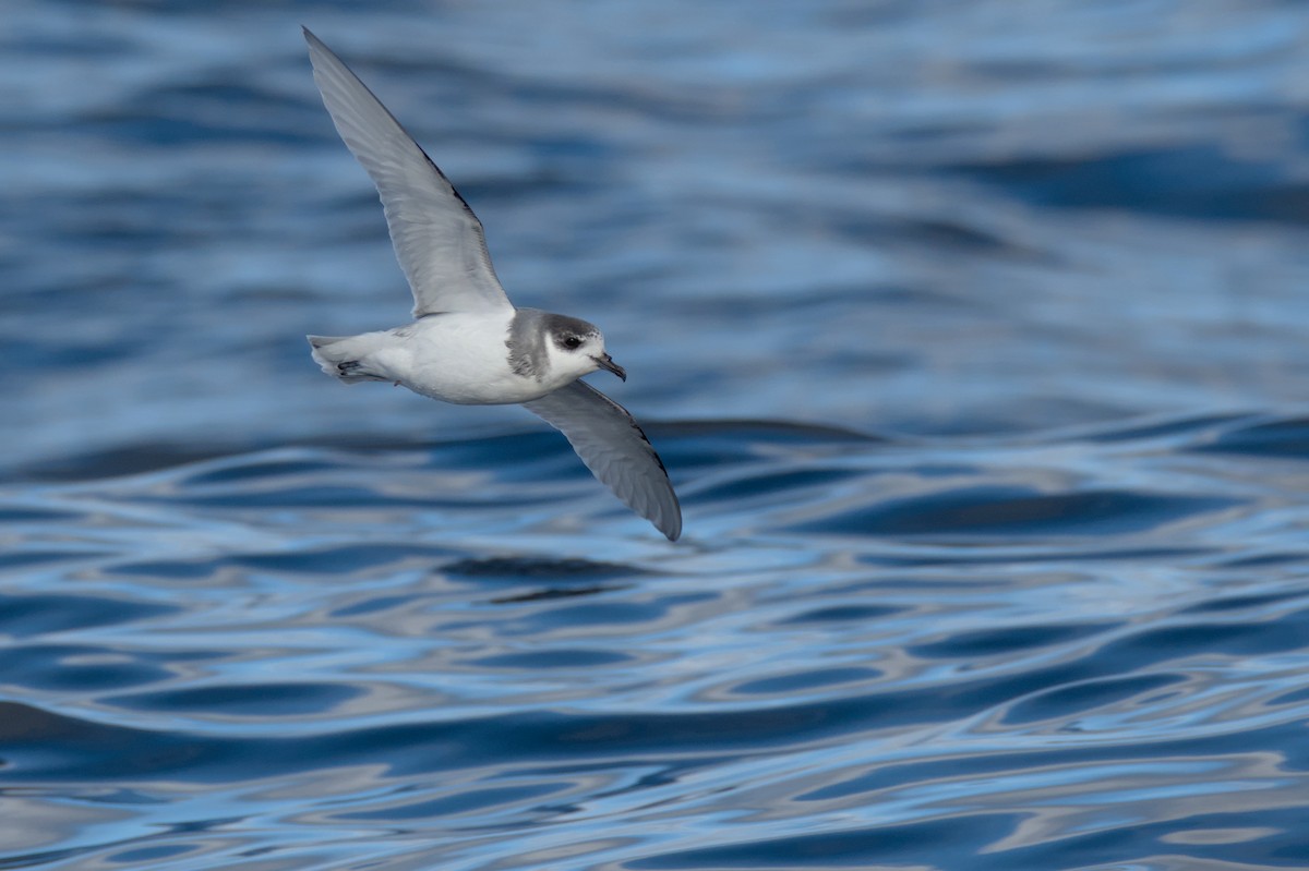 Blue Petrel - ML638529629