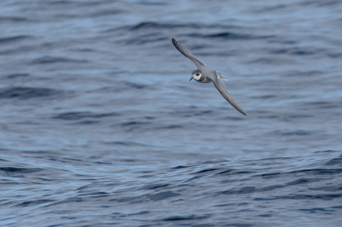 Blue Petrel - ML638529630