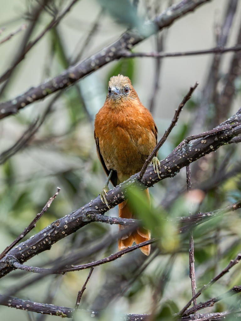 Russet-mantled Softtail - ML638529641