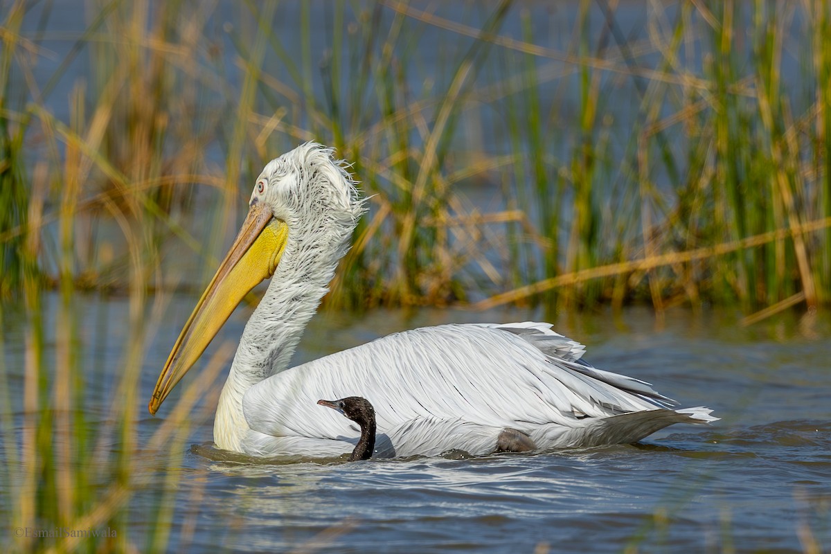 Dalmatian Pelican - ML638529656