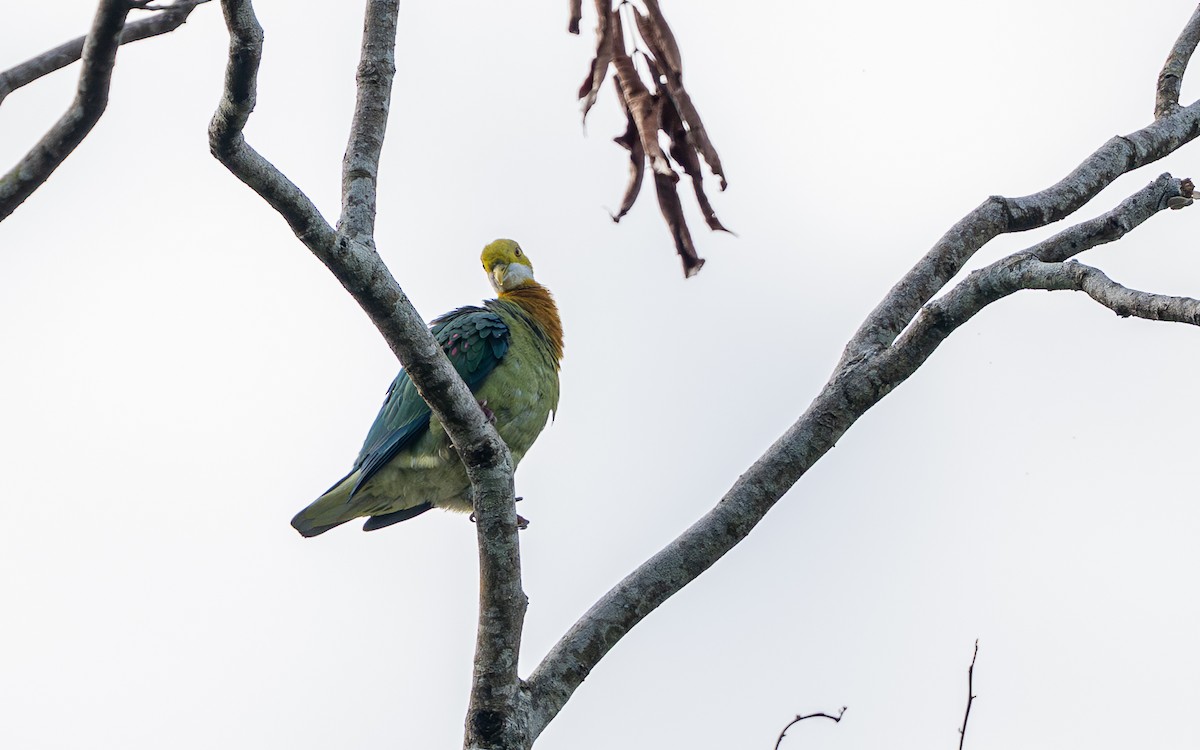 Pink-spotted Fruit-Dove - ML638529665