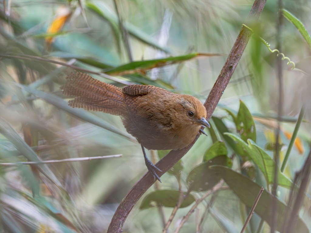 Peruvian Wren - ML638529685