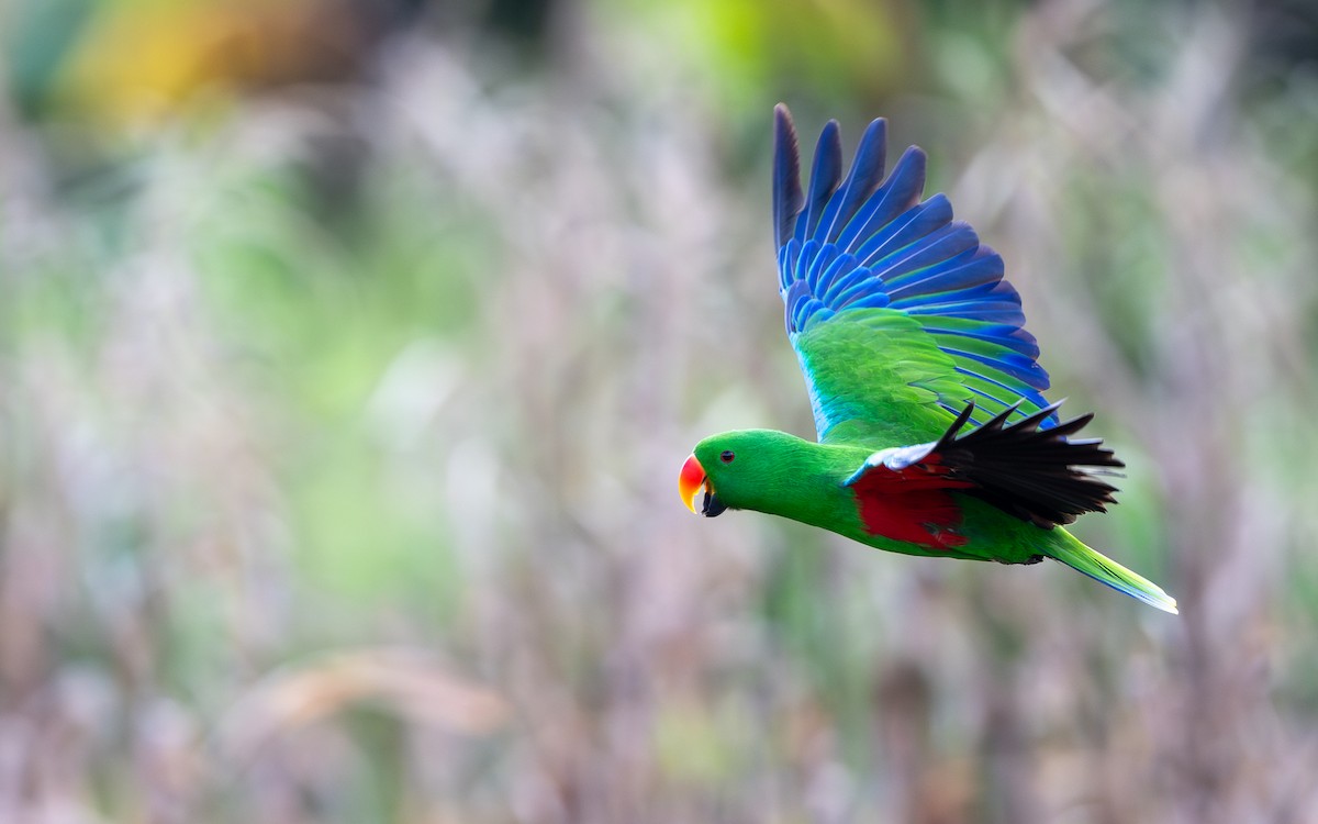 Papuan Eclectus - ML638529696