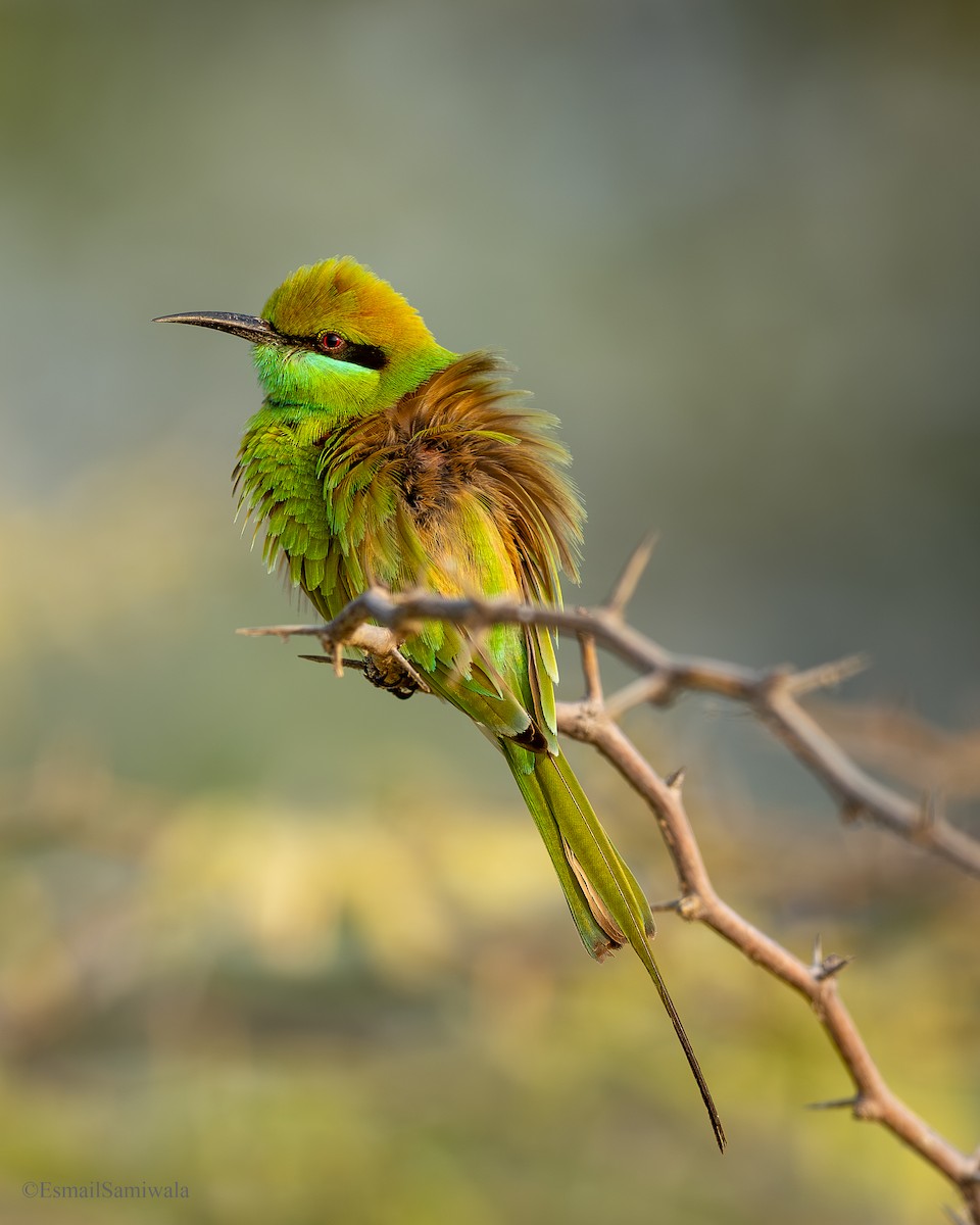 Asian Green Bee-eater - ML638529739
