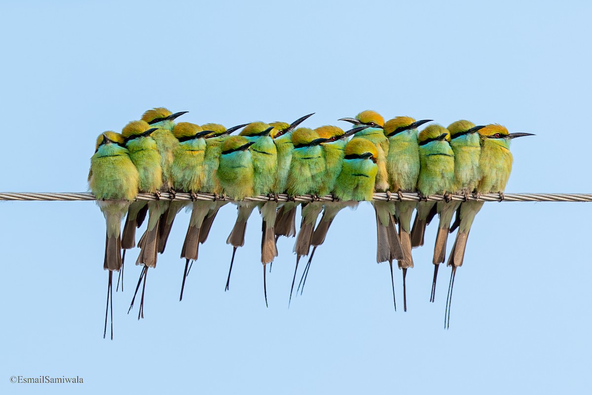 Asian Green Bee-eater - ML638529740