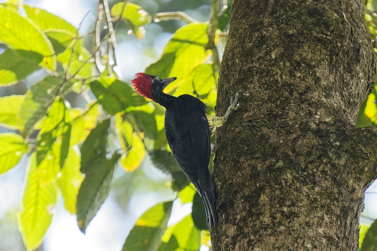 White-bellied Woodpecker - ML638529742