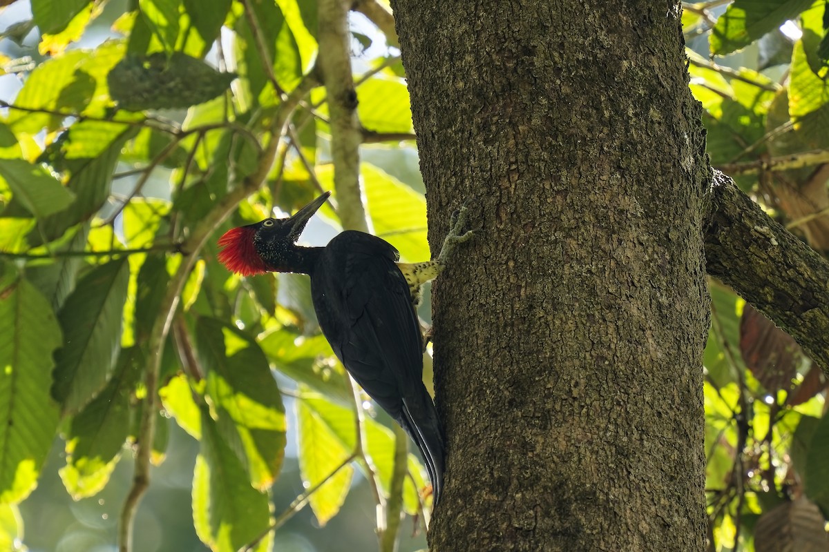 White-bellied Woodpecker - ML638529743