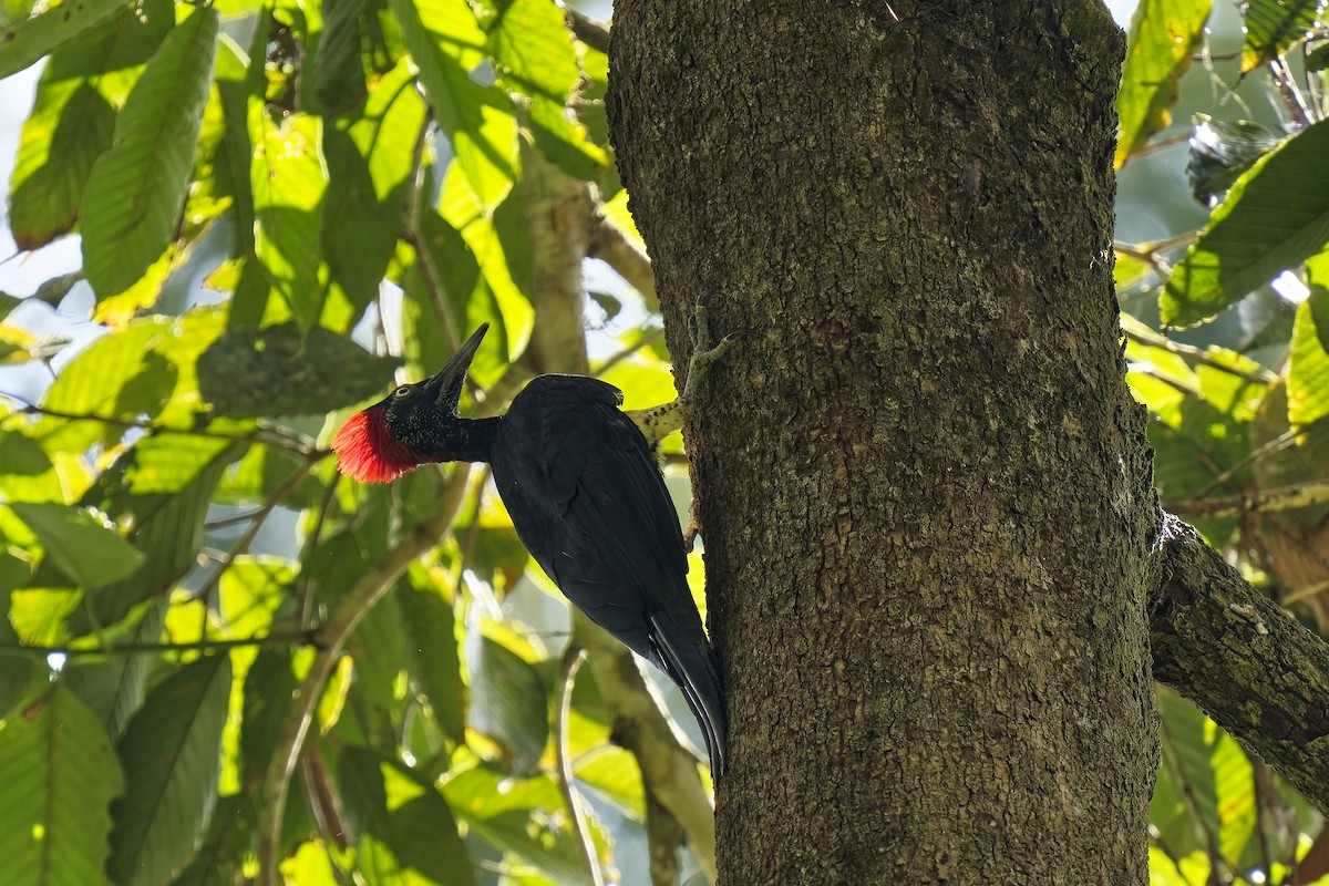 White-bellied Woodpecker - ML638529744