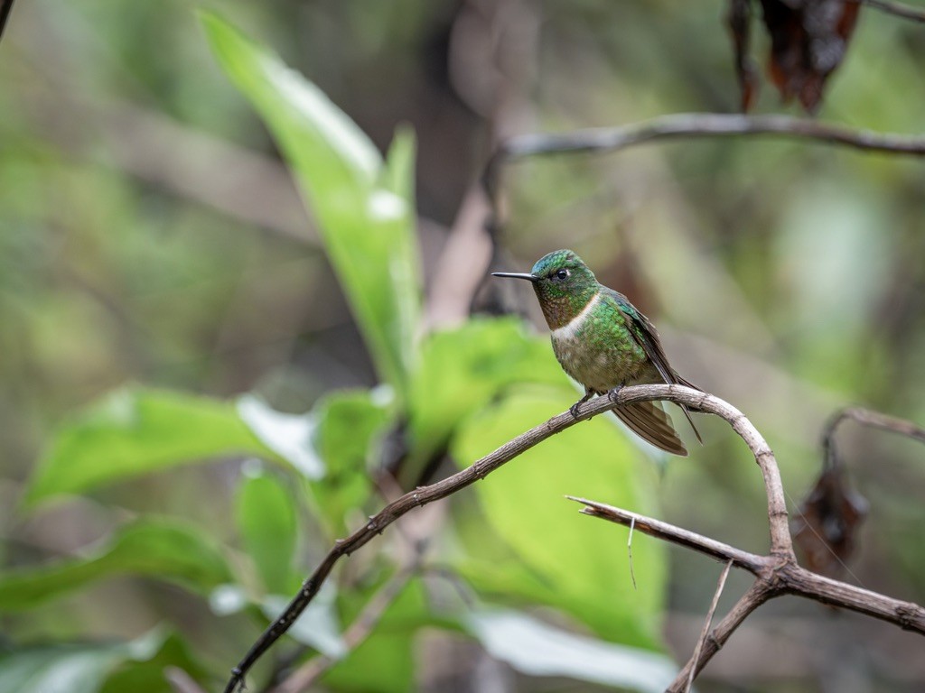 Amethyst-throated Sunangel - ML638529755