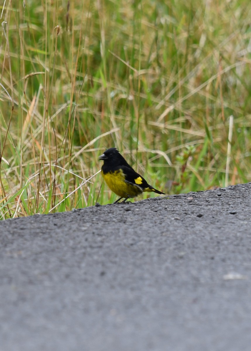 Yellow-bellied Siskin - ML638529768