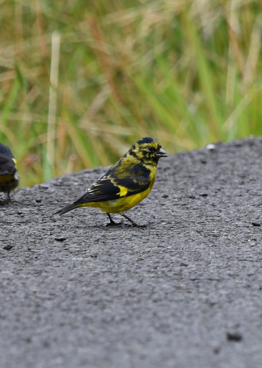 Yellow-bellied Siskin - ML638529799