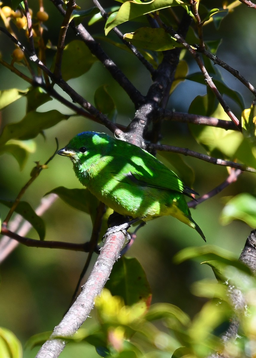 Golden-browed Chlorophonia - ML638529844