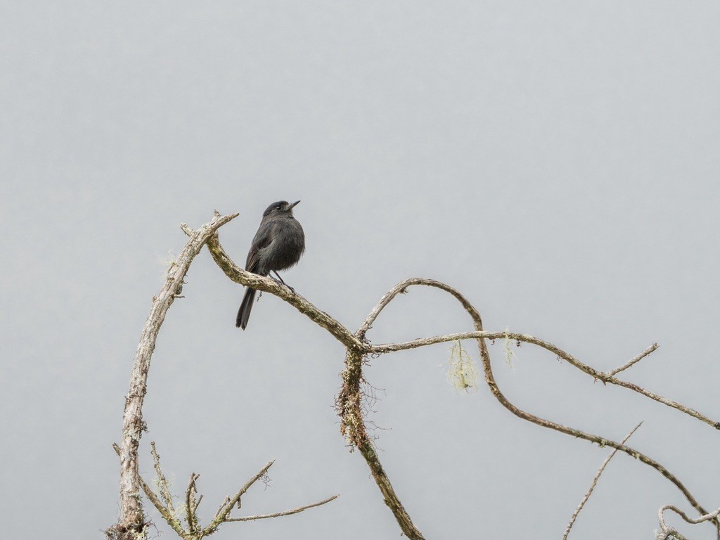 Jelski's Black-Tyrant - ML638529847