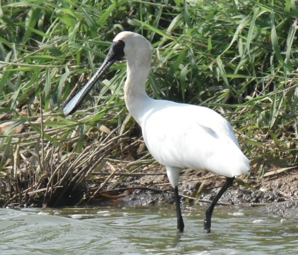 Black-faced Spoonbill - ML638529856