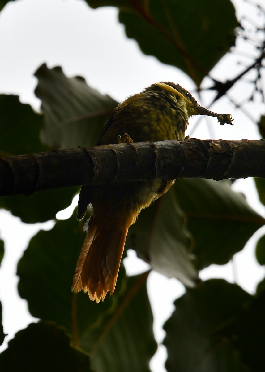 Buffy Tuftedcheek - ML638529869