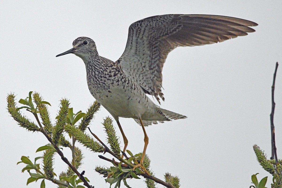 Lesser Yellowlegs - ML638529872