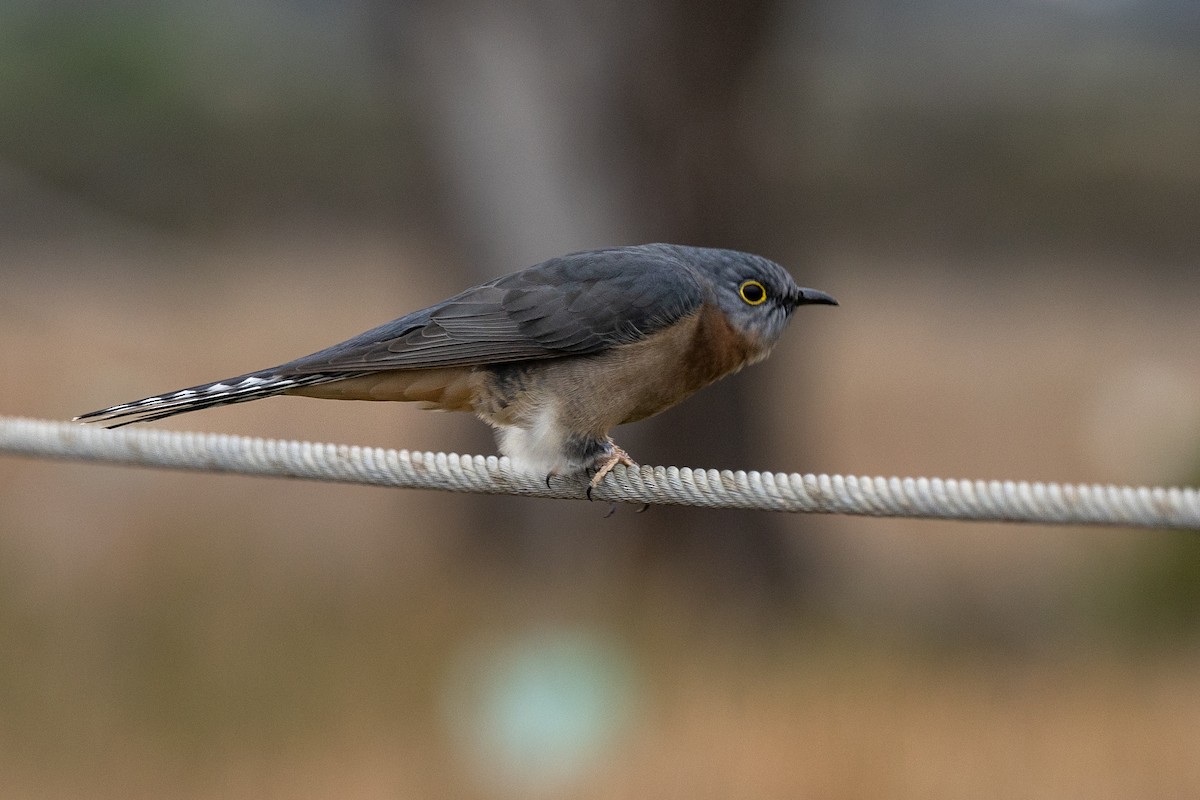 Fan-tailed Cuckoo - ML638529874