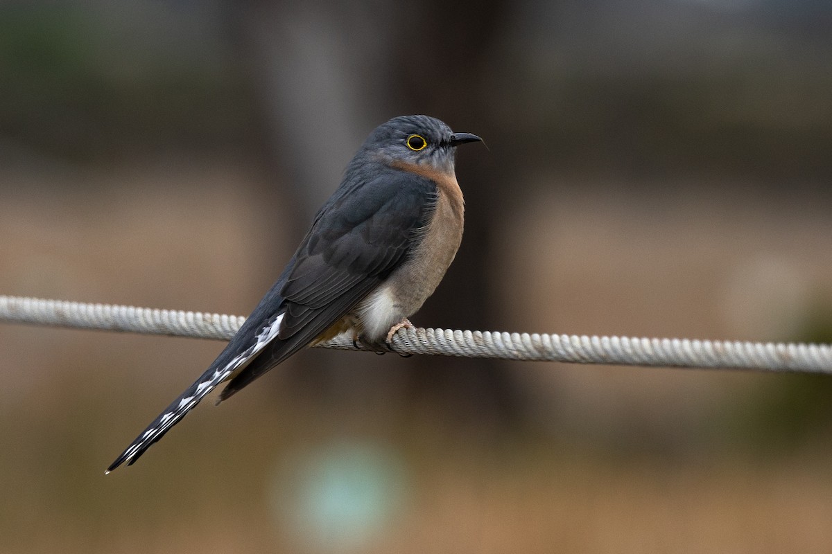 Fan-tailed Cuckoo - ML638529875