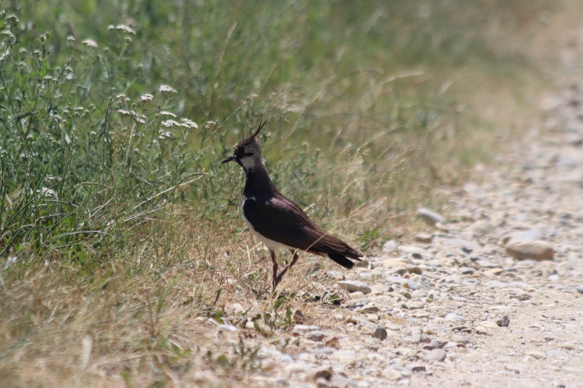 Northern Lapwing - ML638529878