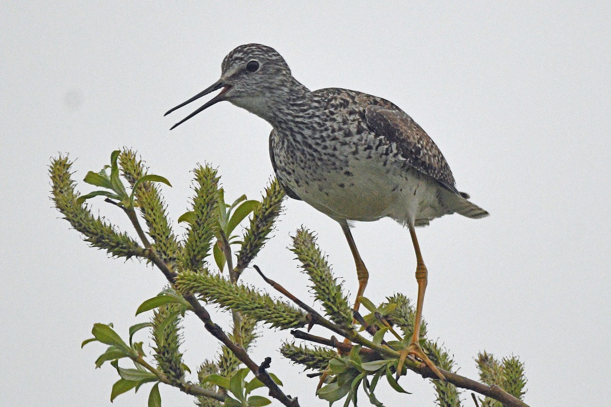 Lesser Yellowlegs - ML638529886