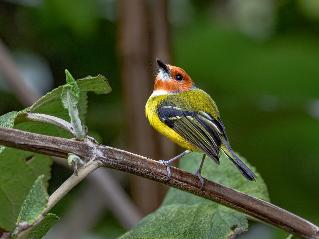 Johnson's Tody-Flycatcher - ML638529889