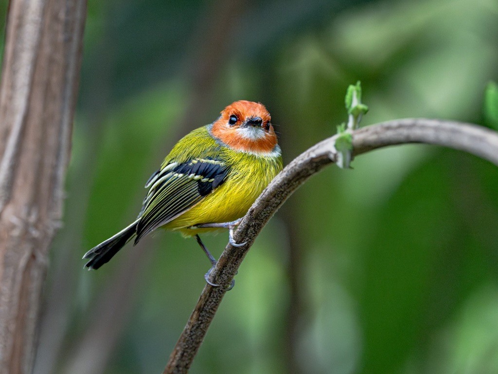 Johnson's Tody-Flycatcher - ML638529890