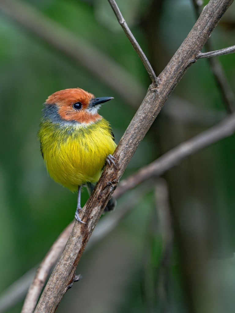 Johnson's Tody-Flycatcher - ML638529892