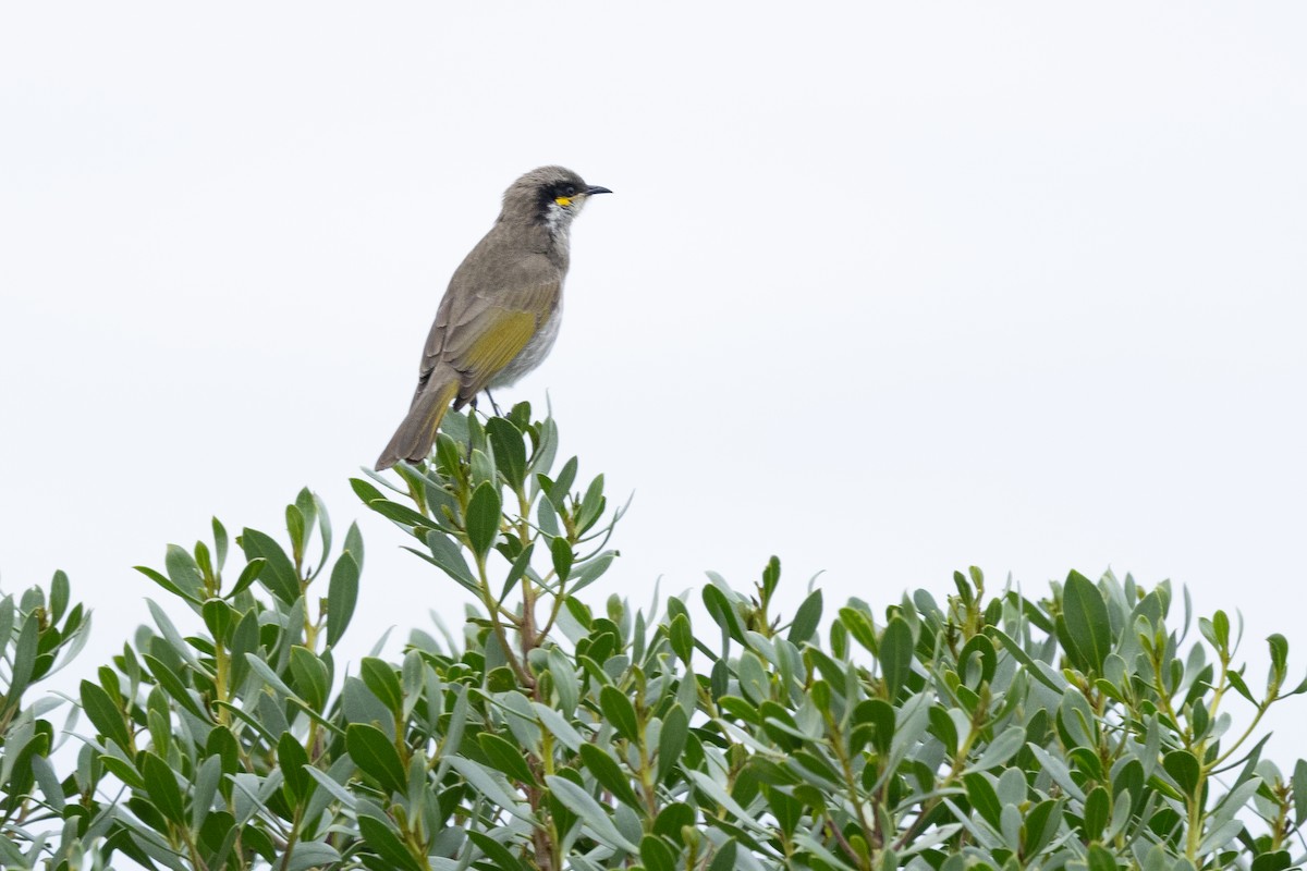 Singing Honeyeater - ML638529893