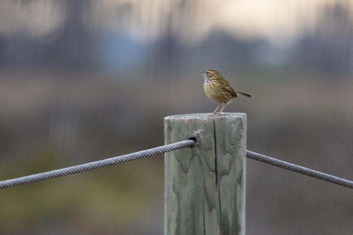 Striated Fieldwren - ML638529900