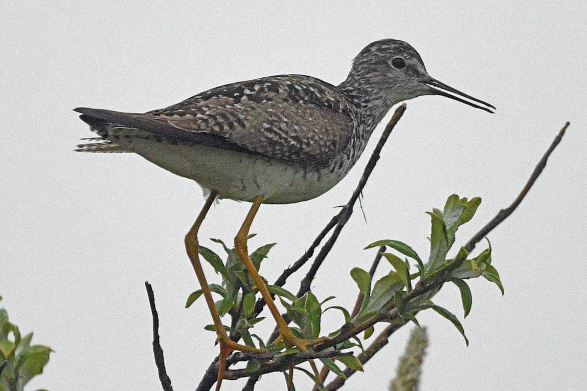 Lesser Yellowlegs - ML638529924