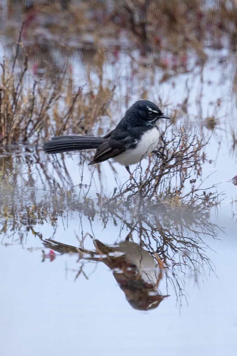 Willie-wagtail - ML638529925