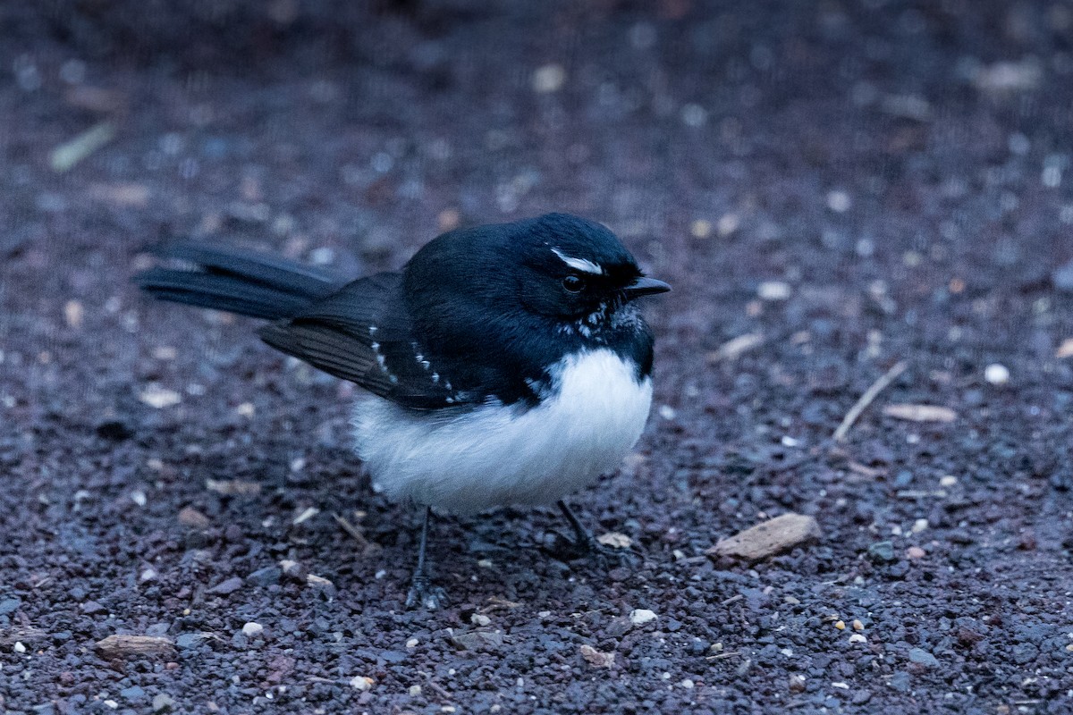 Willie-wagtail - ML638529926