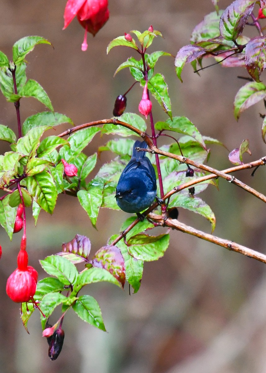 Slaty Flowerpiercer - ML638529929
