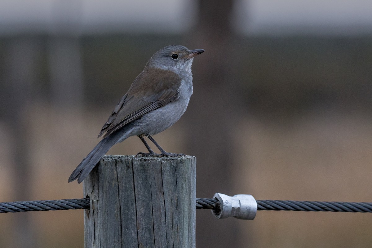 Gray Shrikethrush - ML638529932