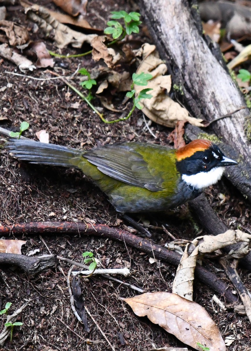 Chestnut-capped Brushfinch - ML638529969