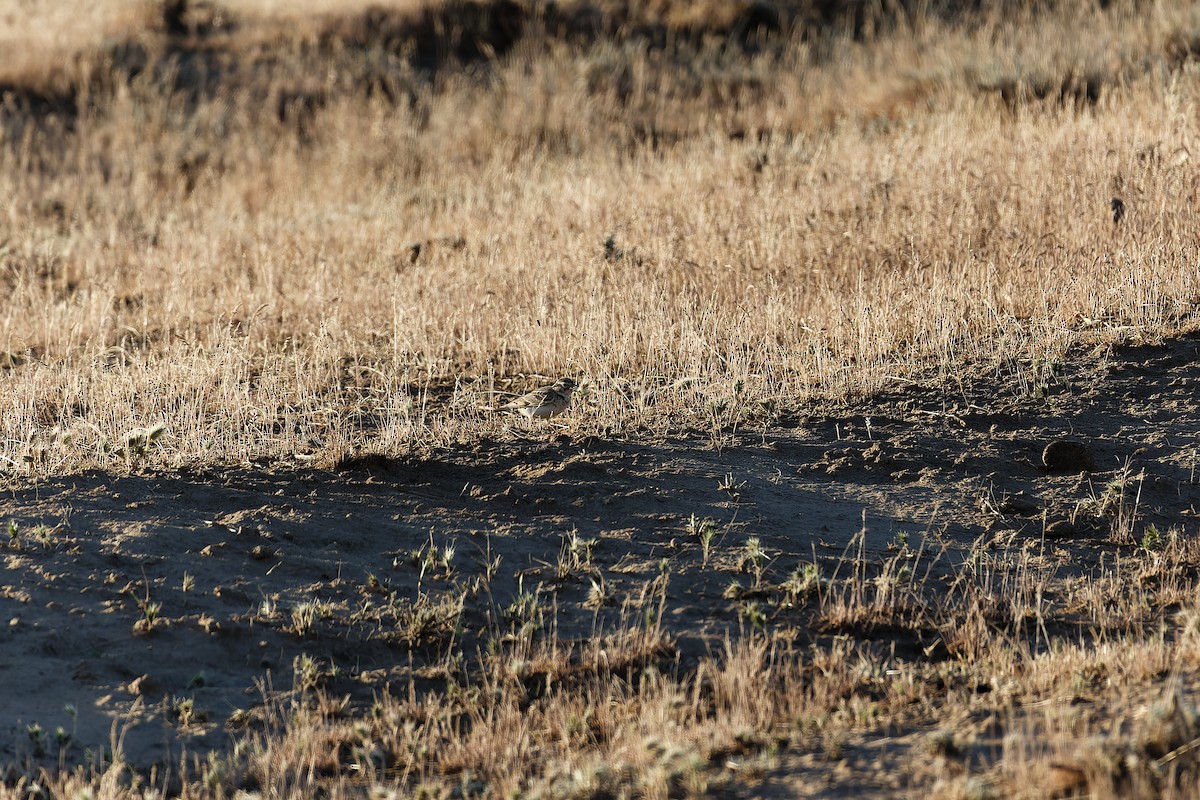 Asian Short-toed Lark - ML638529970