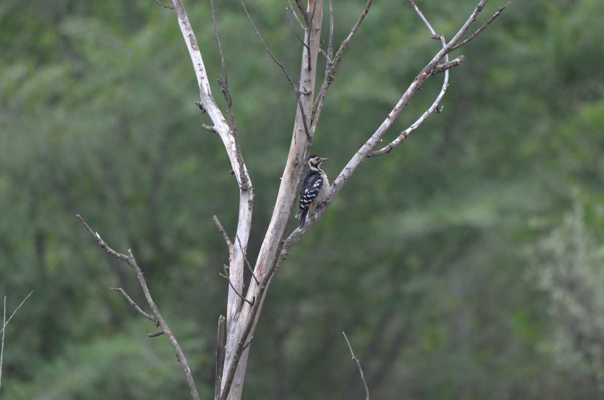 Great Spotted Woodpecker - ML638529979