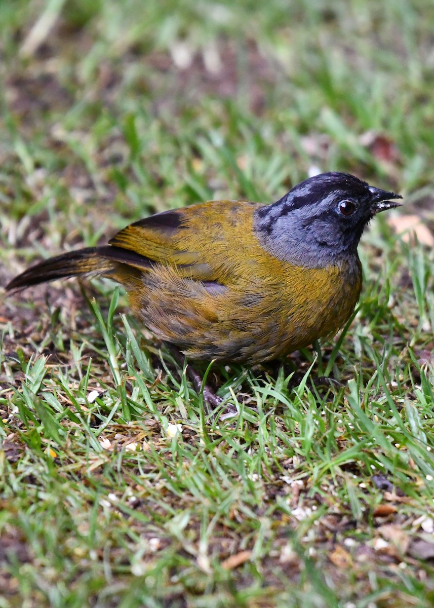 Large-footed Finch - ML638529989