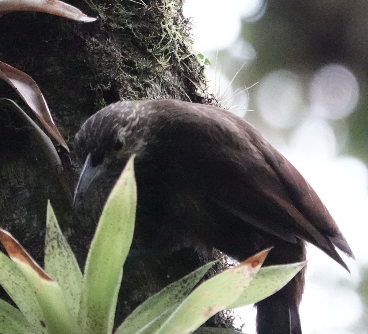 Strong-billed Woodcreeper - ML638529993