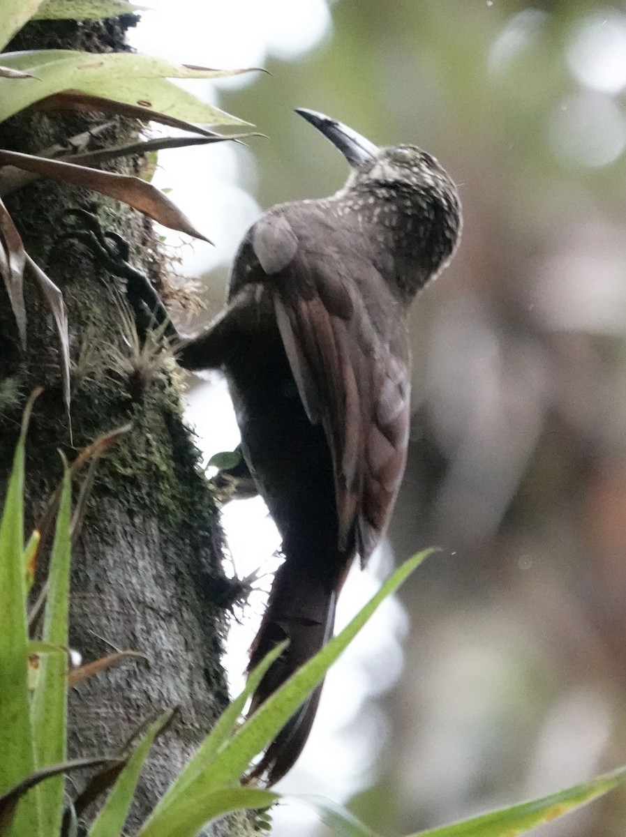 Strong-billed Woodcreeper - ML638529994