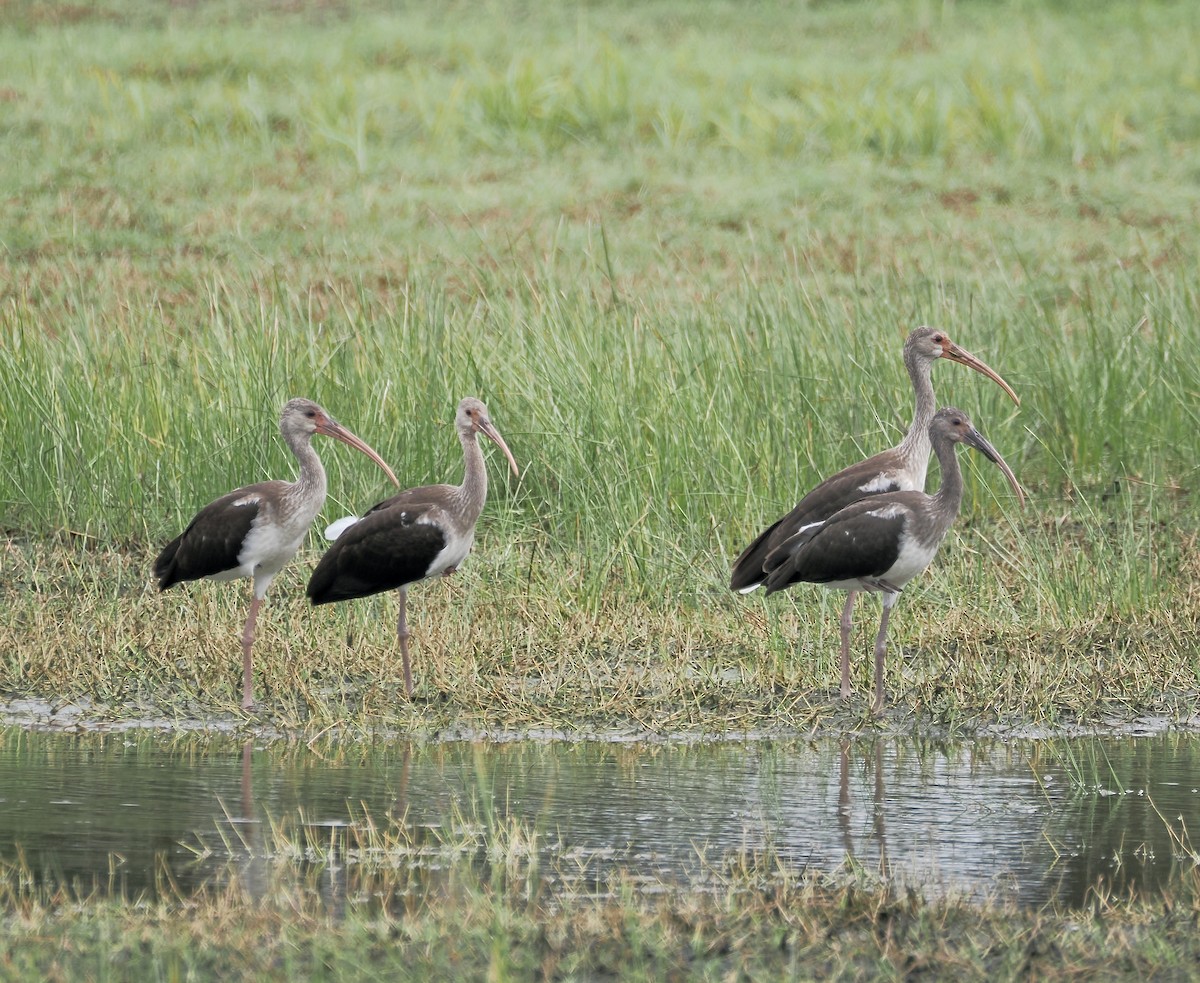 White Ibis - ML638530000