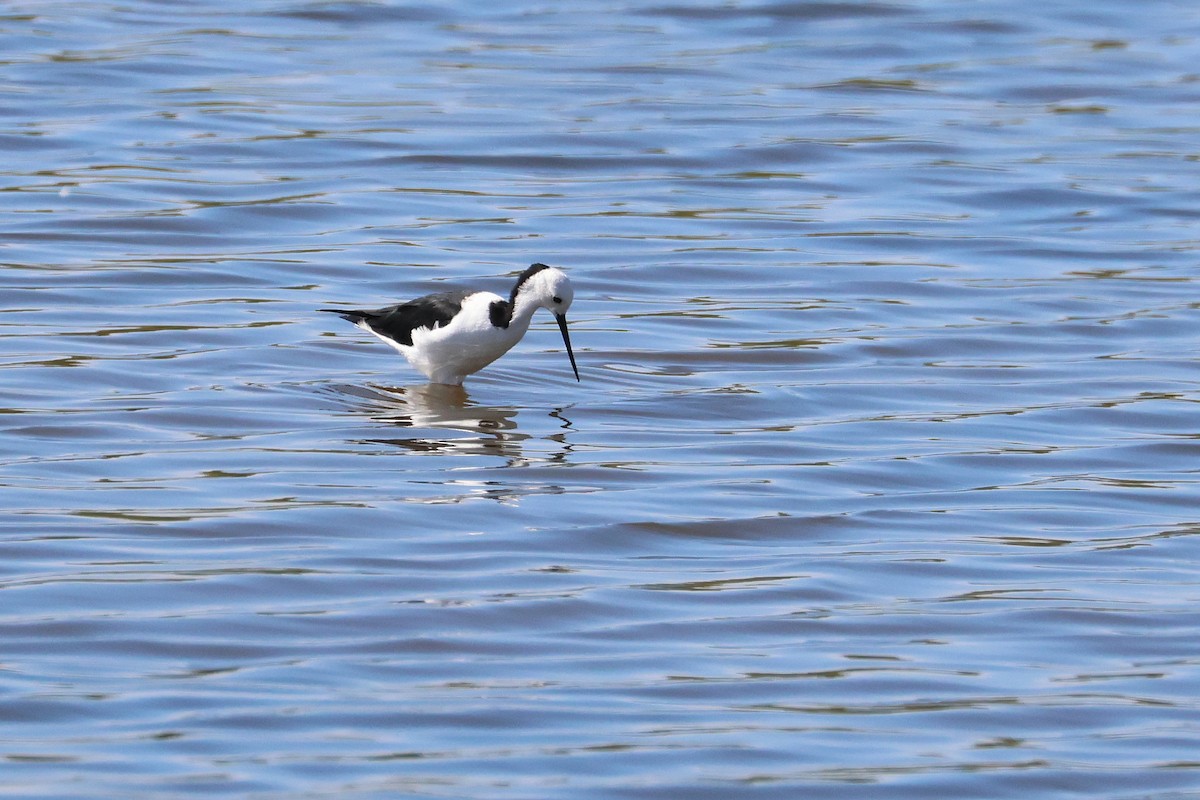 Pied Stilt - ML638530009
