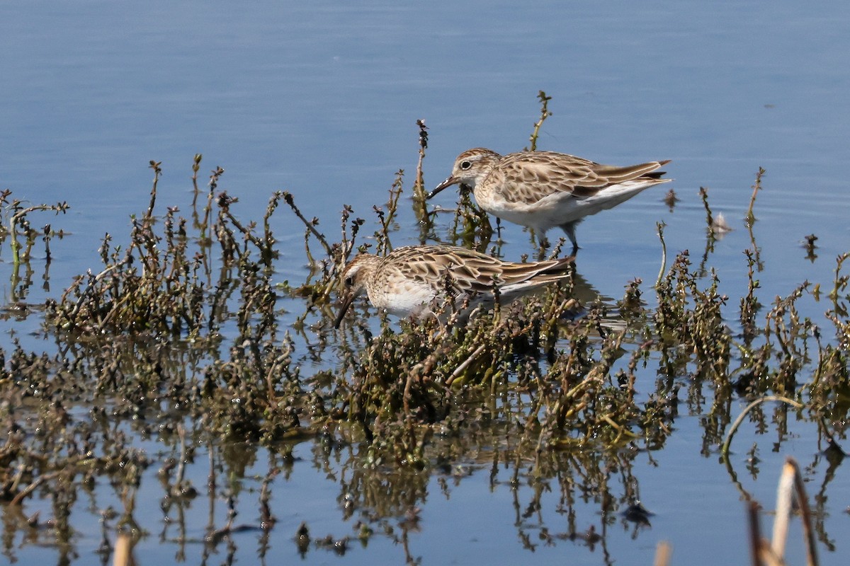 Sharp-tailed Sandpiper - ML638530012